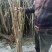 椿树苗70~90cm