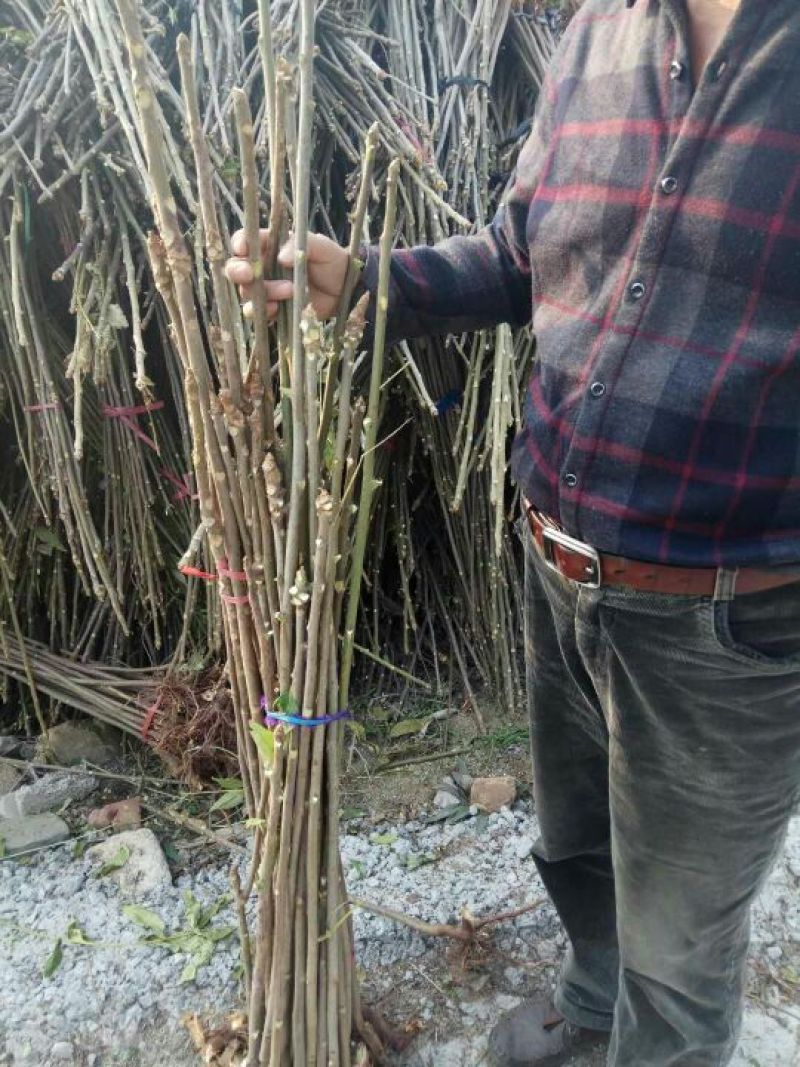 椿树苗70~90cm