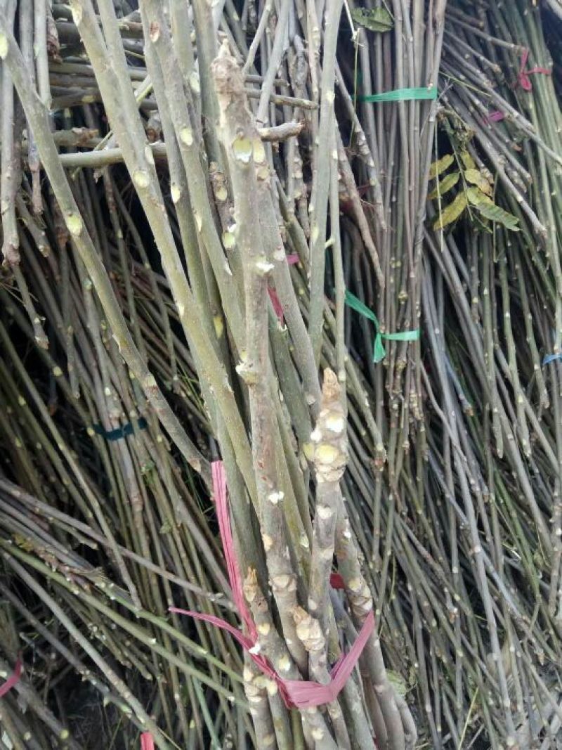 椿树苗70~90cm