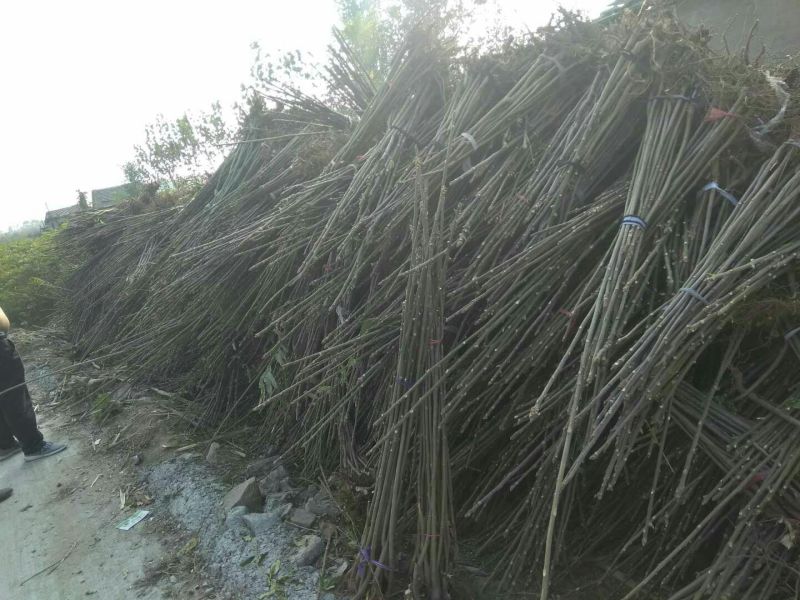 椿树苗70~90cm
