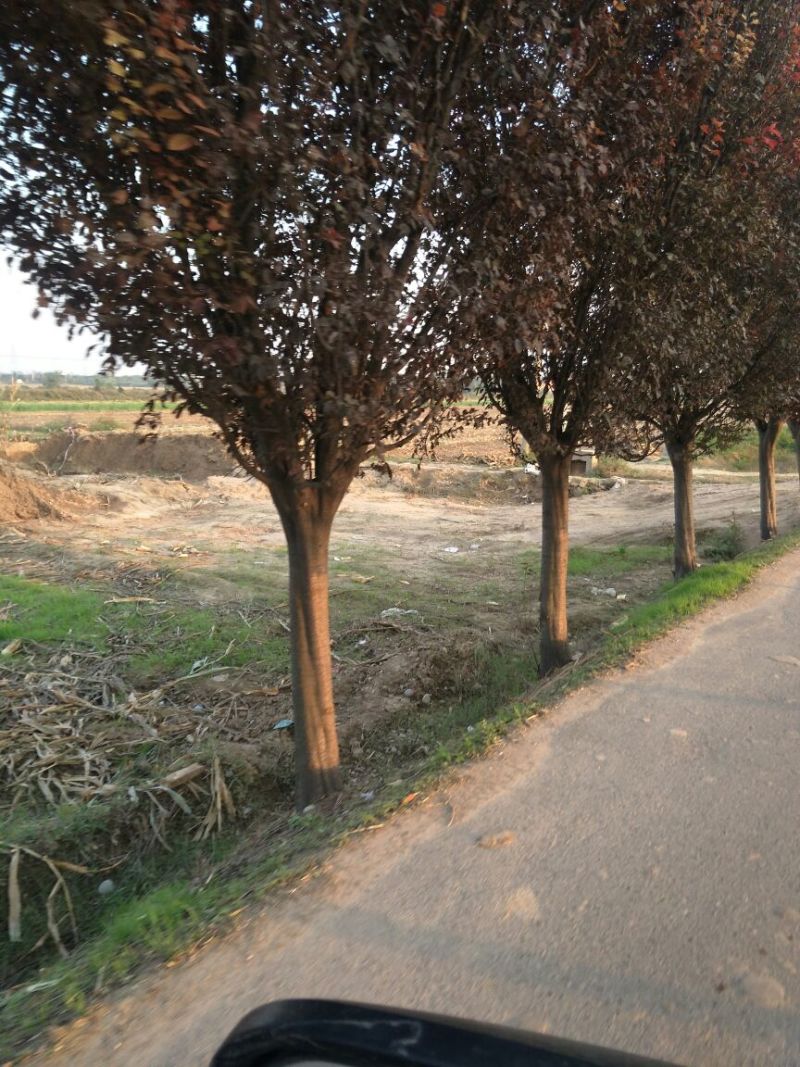 红叶李