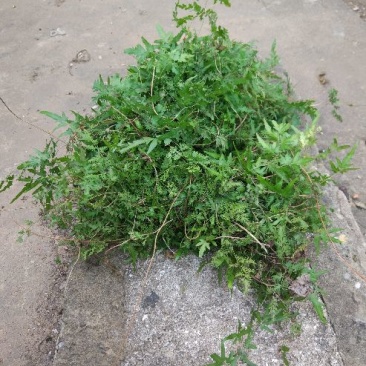 海金沙草