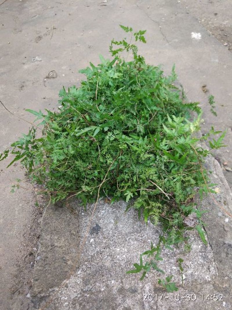 海金沙草