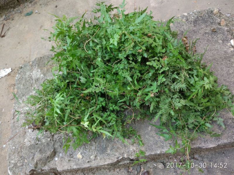 海金沙草