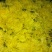 皇菊茶一级