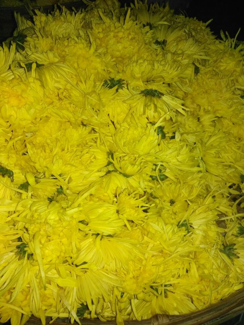 皇菊茶一级