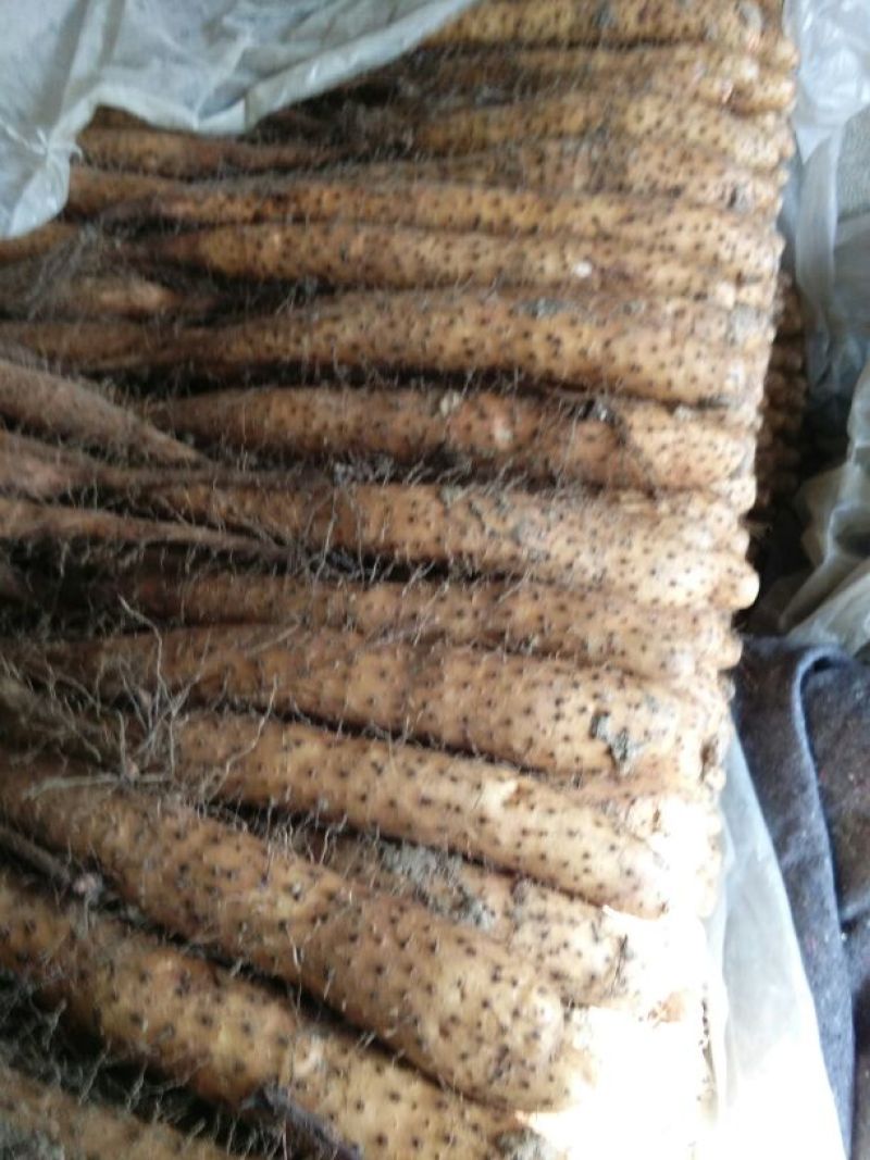 白玉山药4~6厘米通货40~50厘米