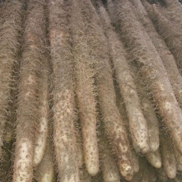 麻山药6~8厘米90厘米以上特级通货