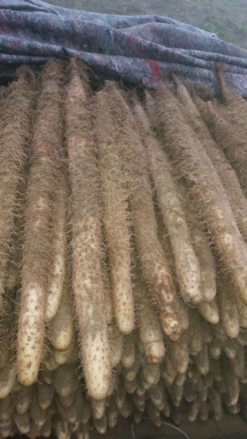 麻山药6~8厘米90厘米以上特级通货