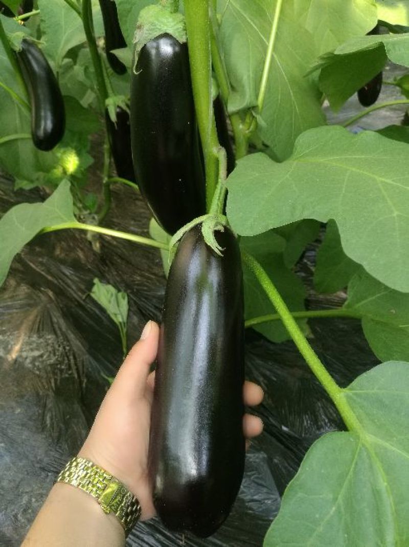 765长茄4两以上