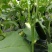 765长茄4两以上