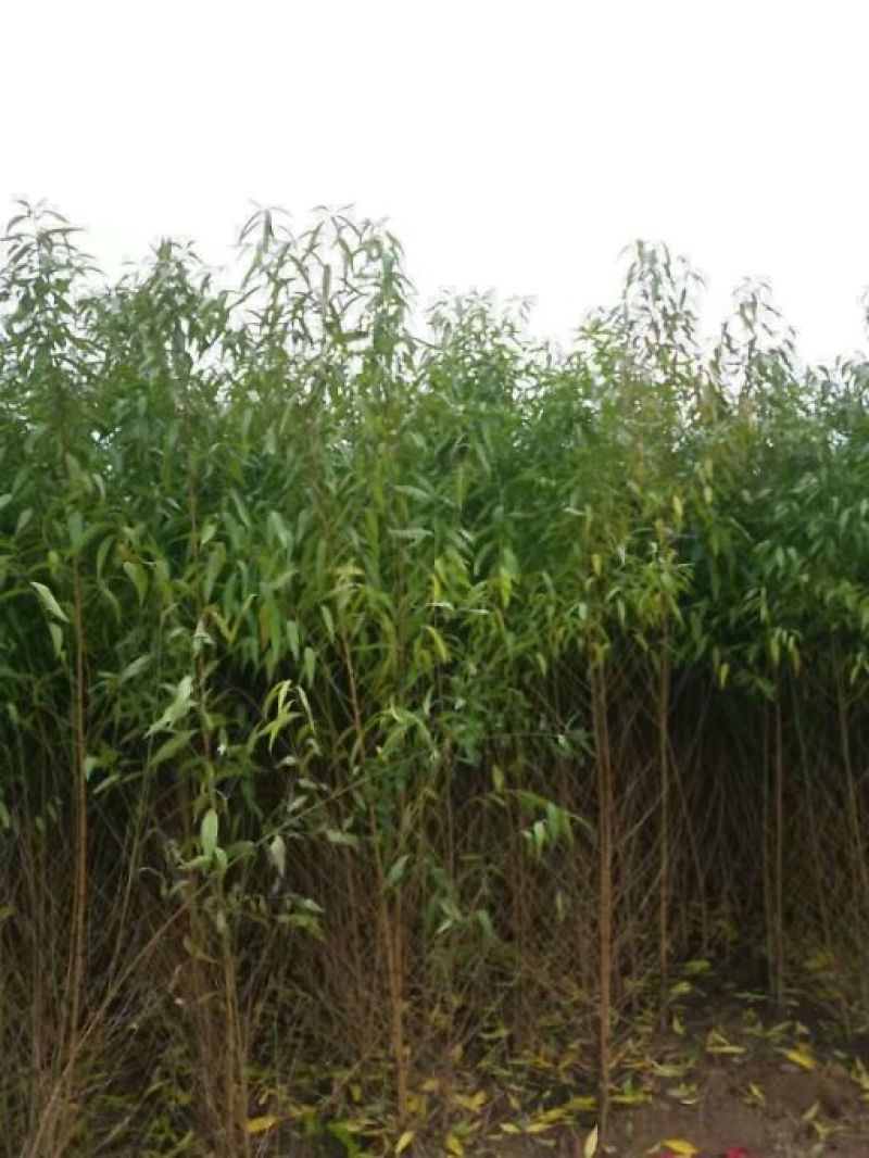 毛桃树苗，规格齐全，占地用嫁接桃李杏用都可以