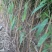 毛桃树苗，规格齐全，占地用嫁接桃李杏用都可以
