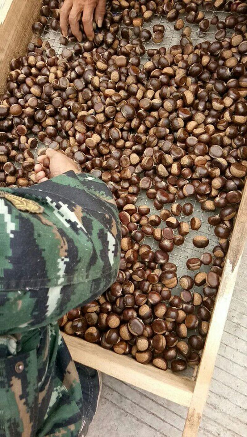 河北板栗油栗一手货源视频看货品质保证以质论价
