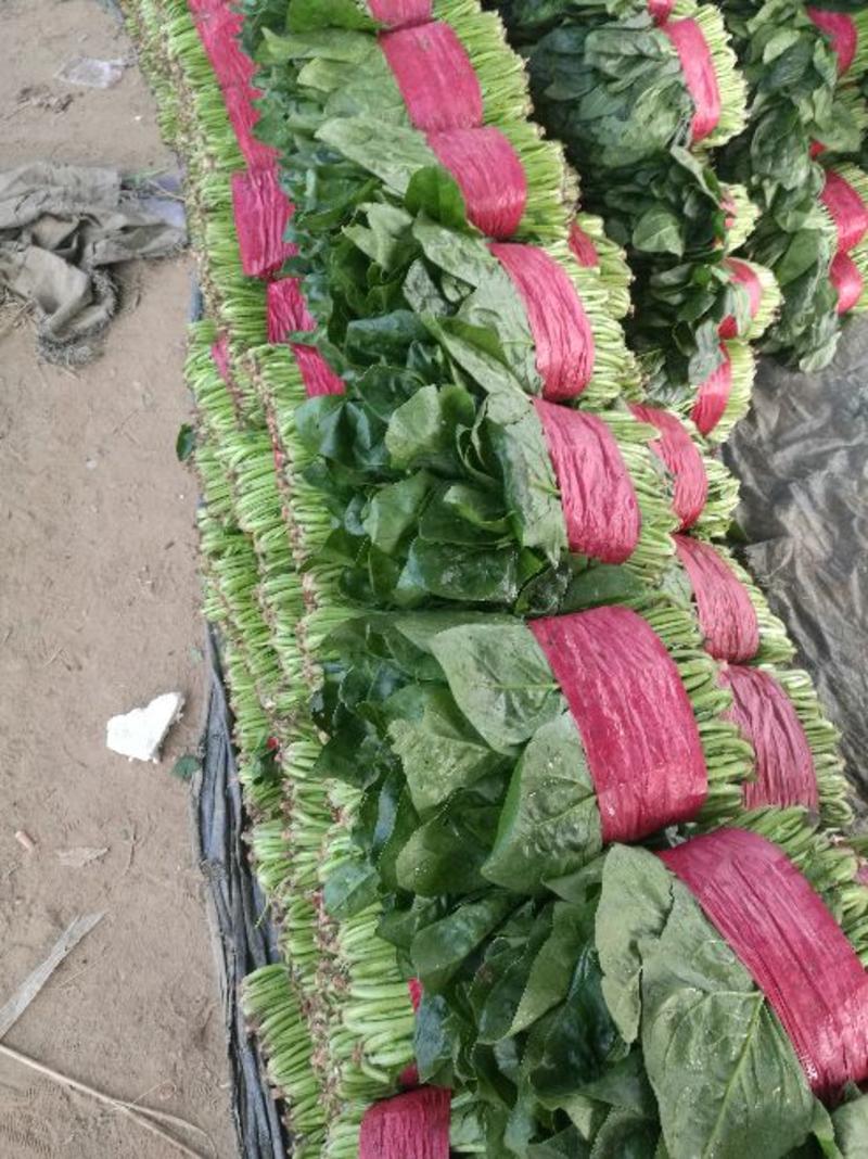 山东精品大叶菠菜25~30厘米保质保量价格美丽