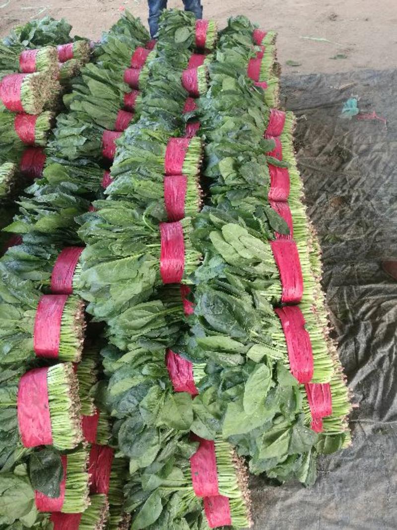 山东精品大叶菠菜25~30厘米保质保量价格美丽