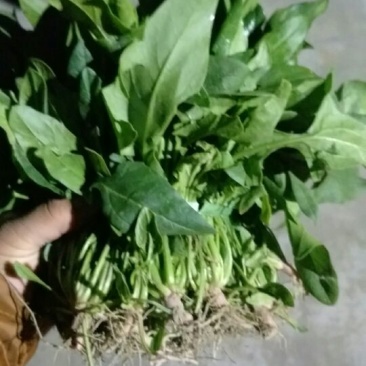 小叶菠菜35~40厘米大量供应