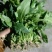 小叶菠菜35~40厘米大量供应