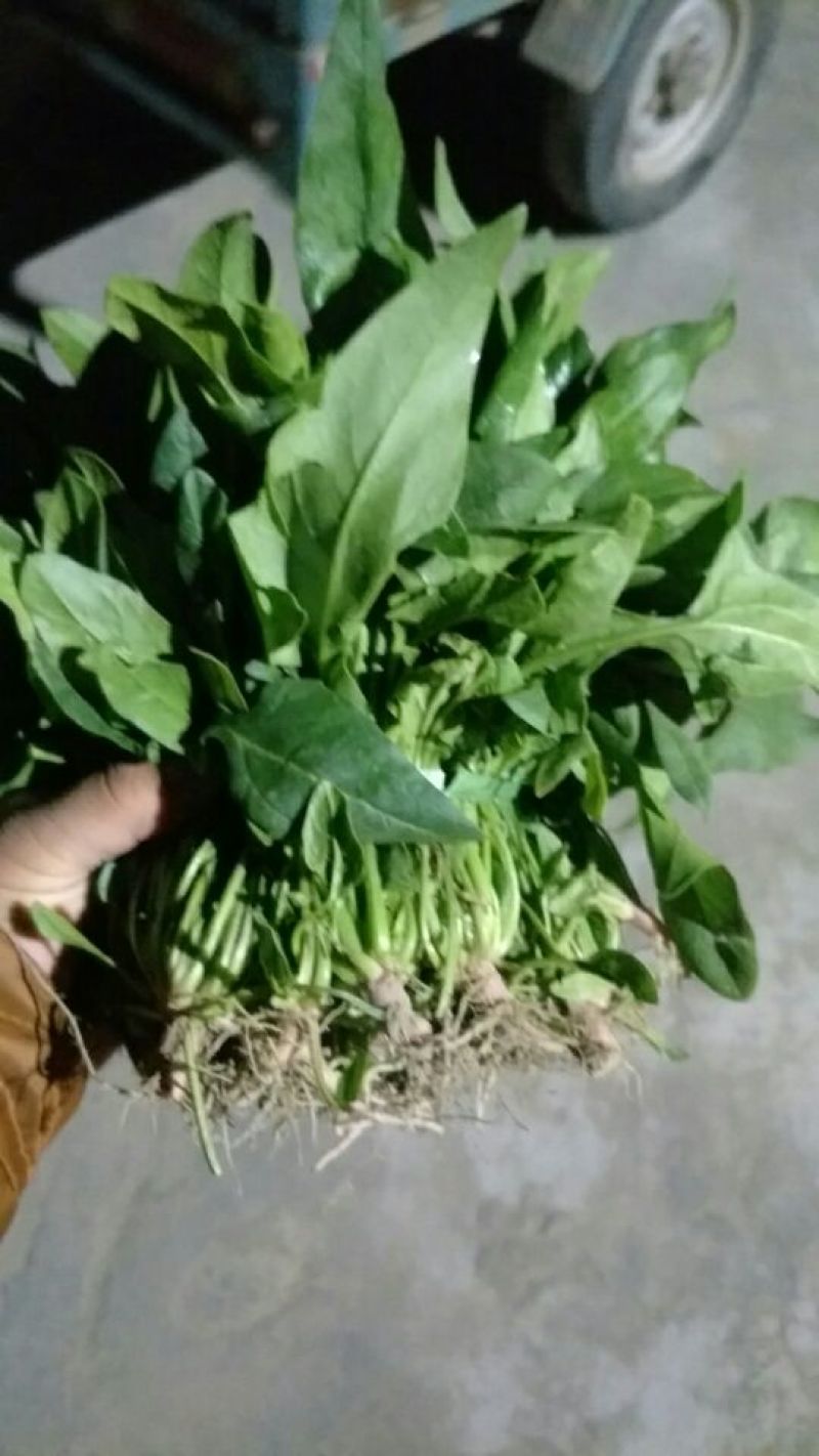 小叶菠菜35~40厘米大量供应