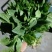 小叶菠菜35~40厘米大量供应