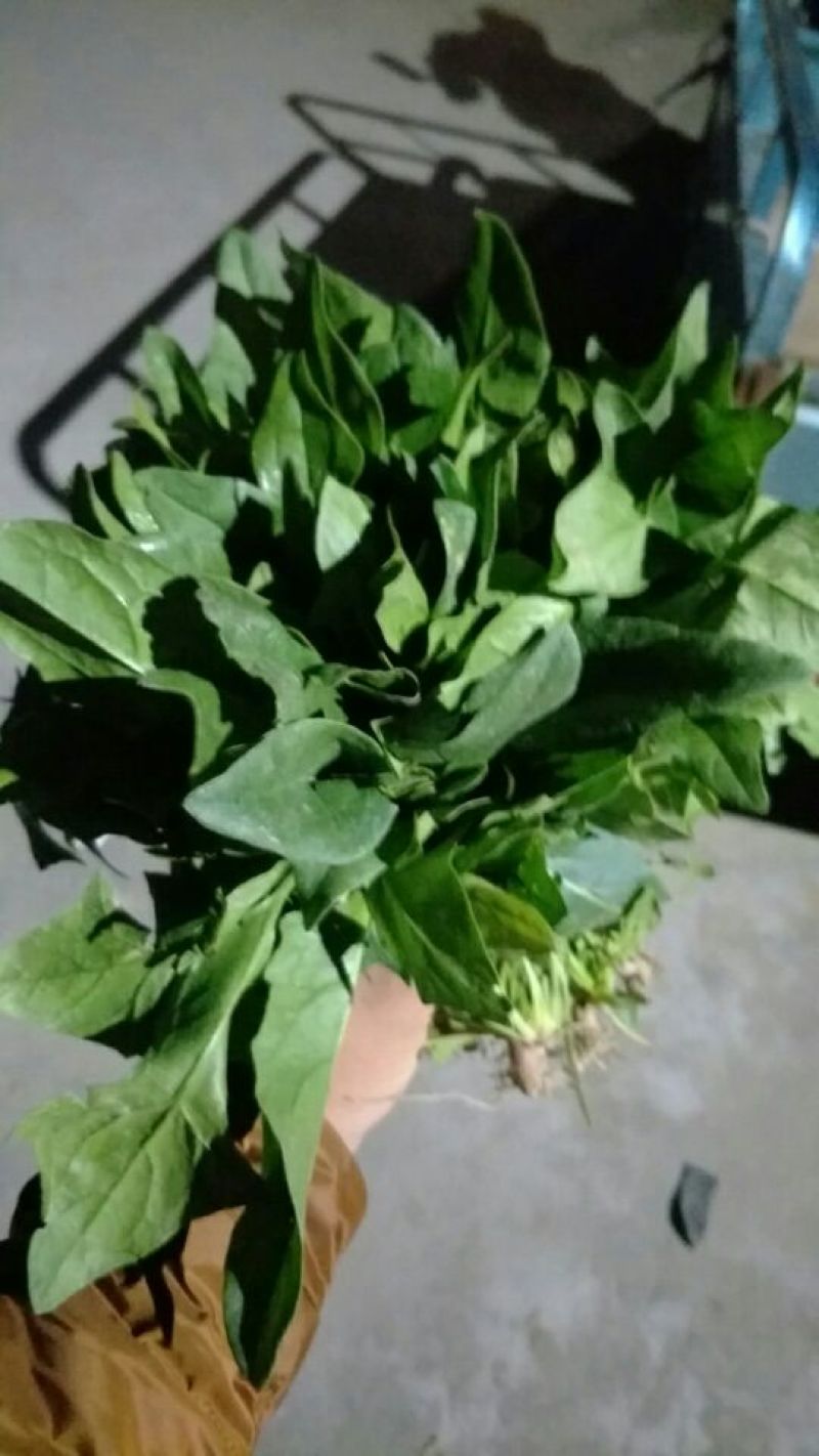 小叶菠菜35~40厘米大量供应