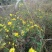 野菊花散装
