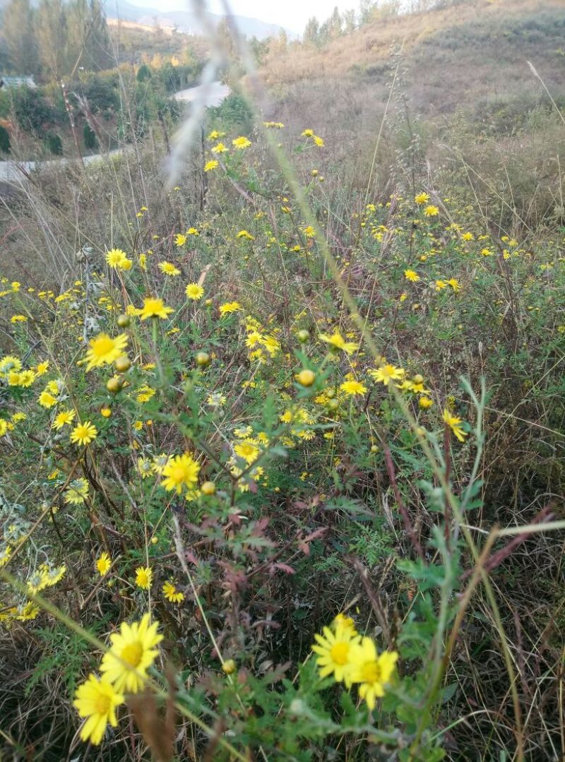 野菊花散装