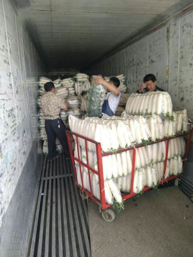 白萝卜花叶，板叶1~1.5斤起