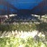 白萝卜花叶，板叶1~1.5斤起