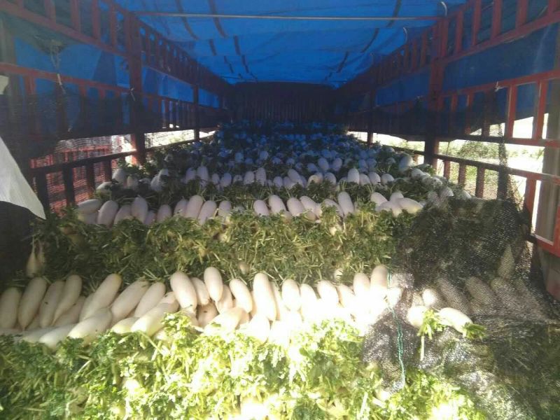 白萝卜花叶，板叶1~1.5斤起