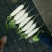 白萝卜花叶，板叶1~1.5斤起