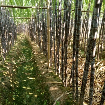 甘蔗6~8cm2.5~3米6~8斤