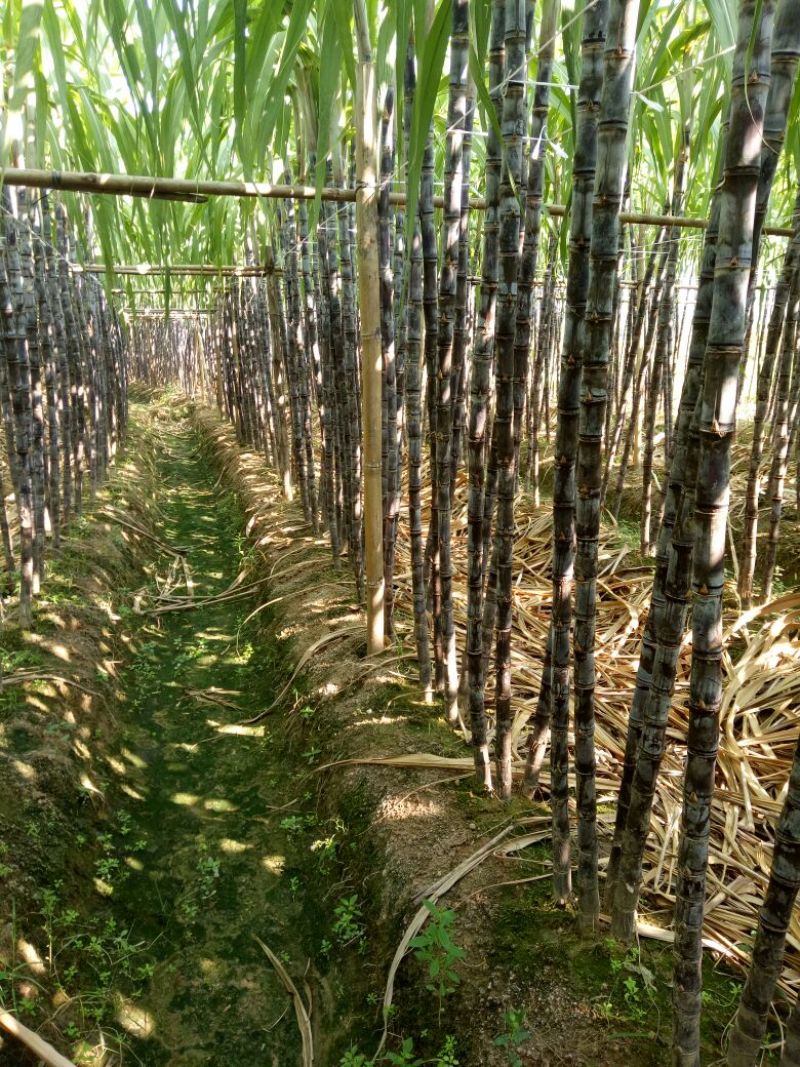 甘蔗6~8cm2.5~3米6~8斤