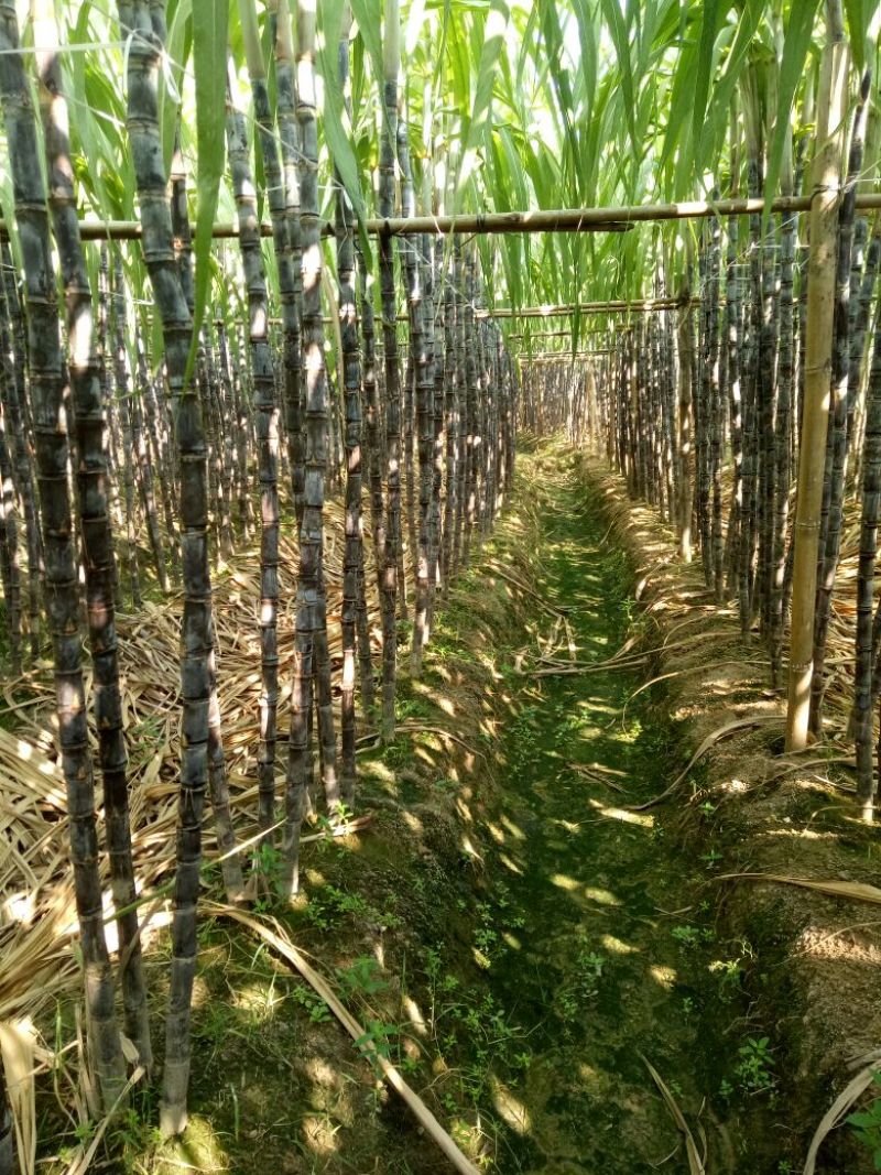 甘蔗6~8cm2.5~3米6~8斤