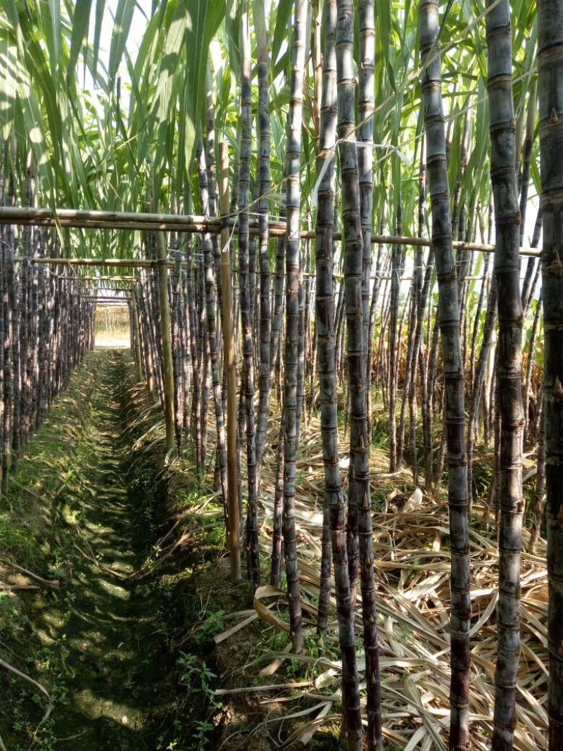 甘蔗6~8cm2.5~3米6~8斤