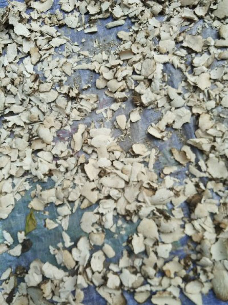 白茯苓