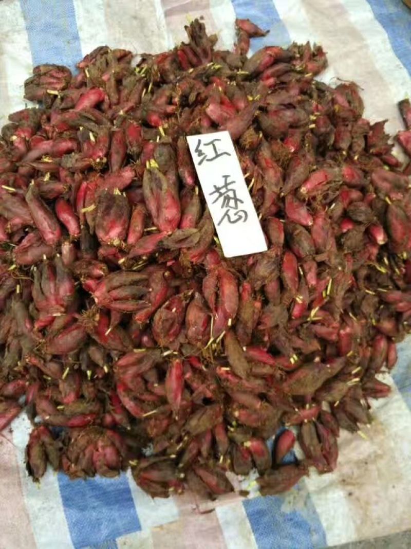 红葱大葱25~30cm净葱1cm左右