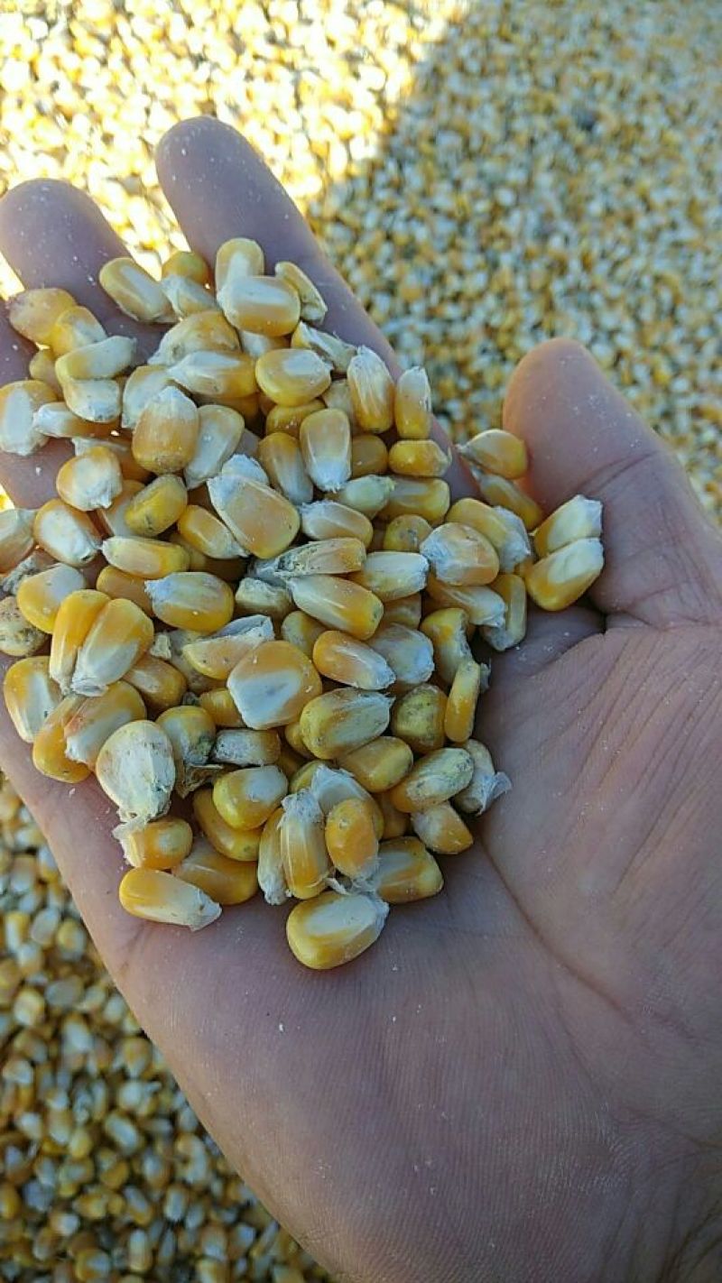 黄玉米20~30%