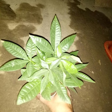 发财树单杆发财树品种齐全