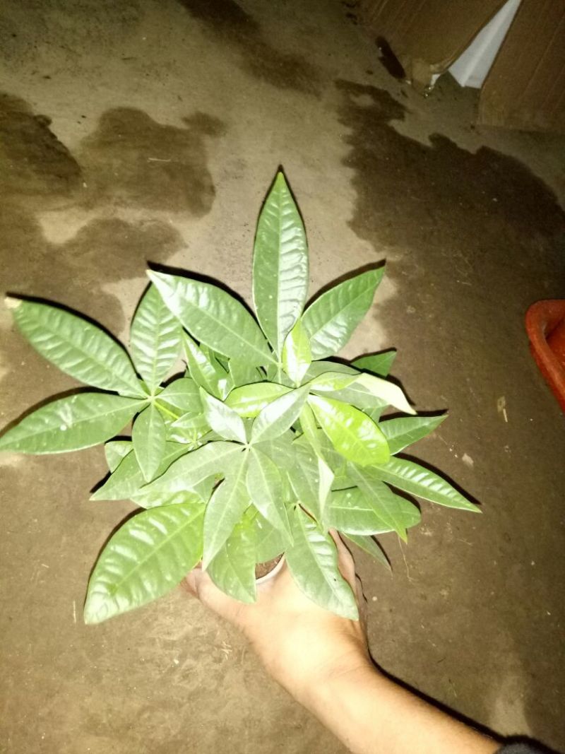 发财树单杆发财树品种齐全
