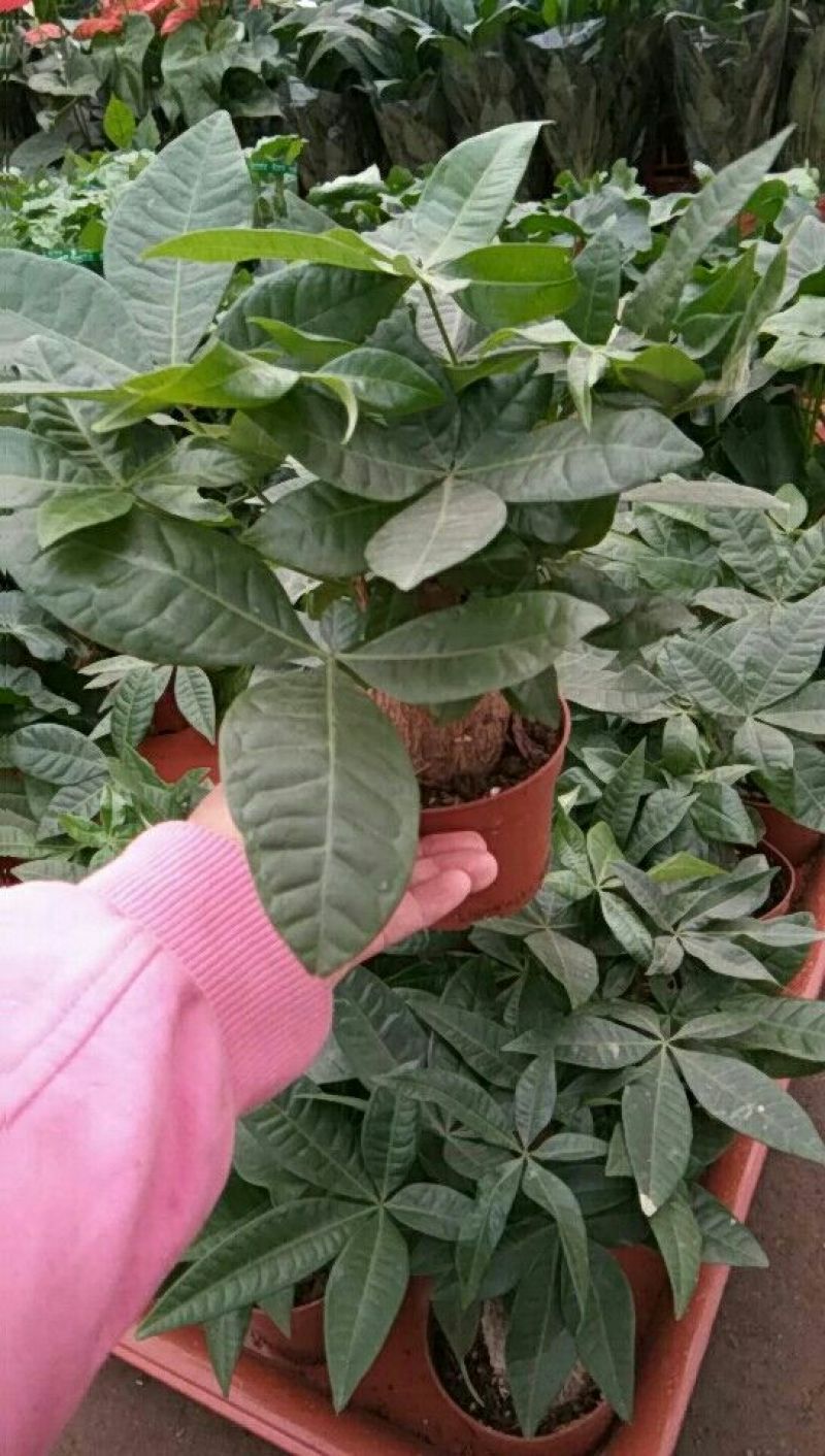 发财树单杆发财树品种齐全