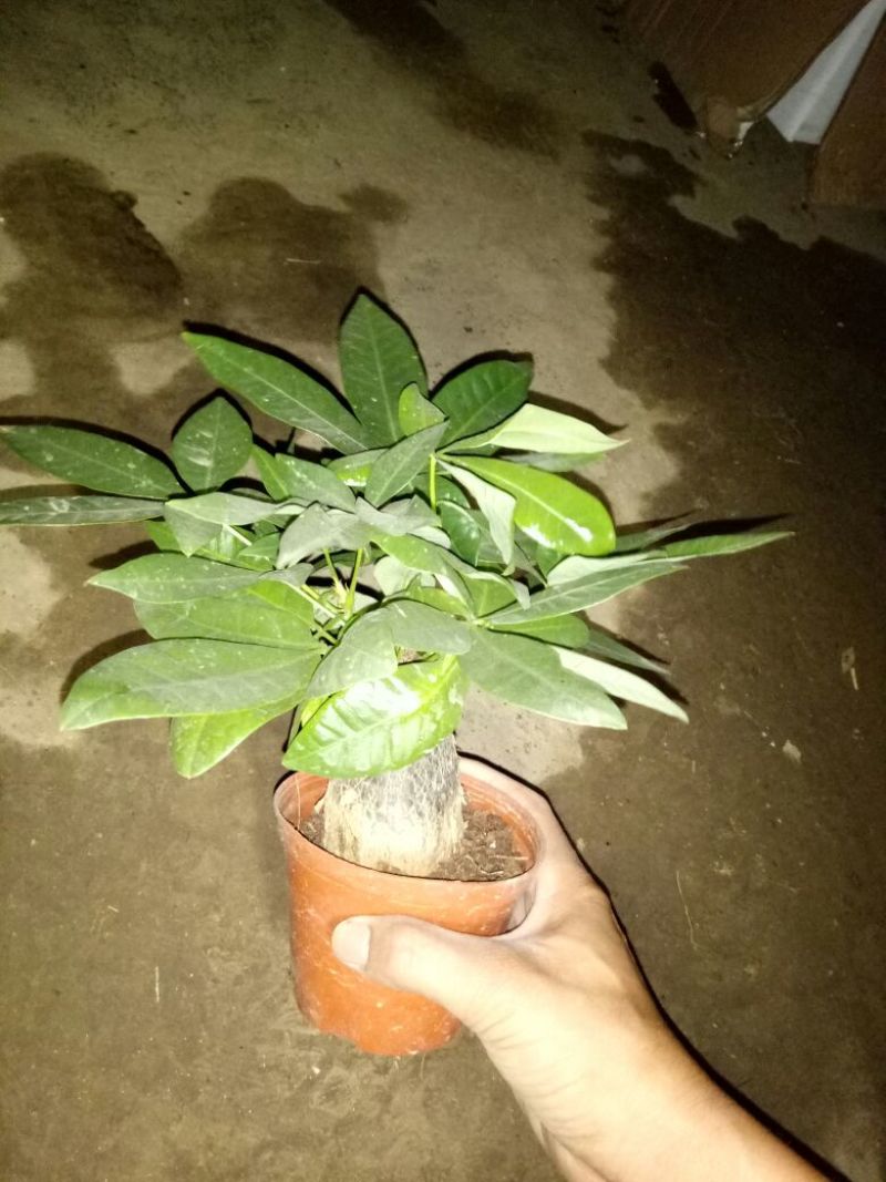 发财树单杆发财树品种齐全