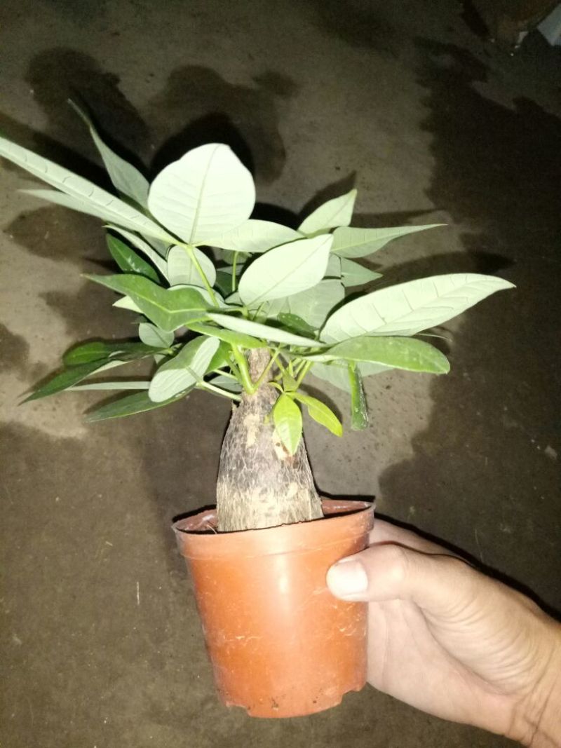 发财树单杆发财树品种齐全