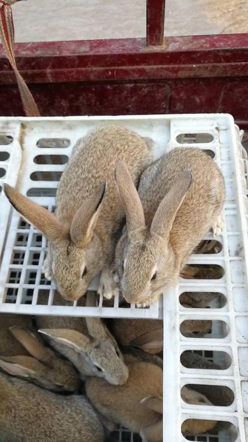 热销比利时种兔基地直发保质保量货源稳定全国发货