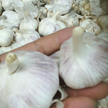 杞县紫皮蒜混级统货干蒜，可线上交易，视频看货