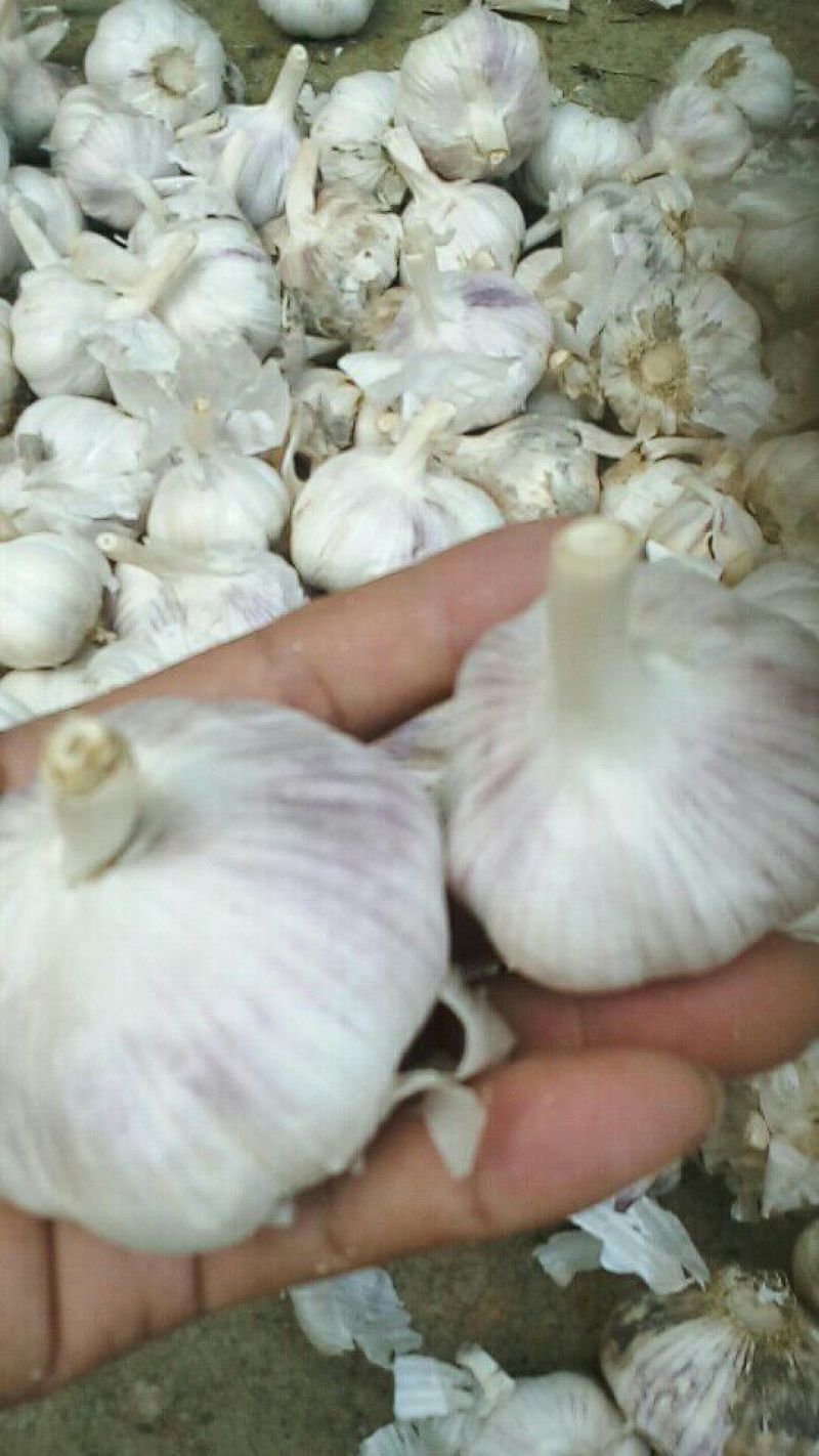 杞县紫皮蒜混级统货干蒜，可线上交易，视频看货