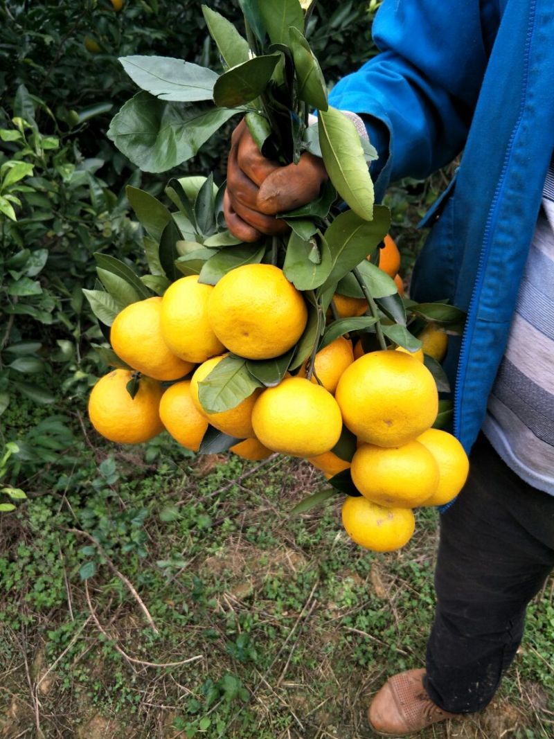 丹江口蜜橘不同规格果园直采