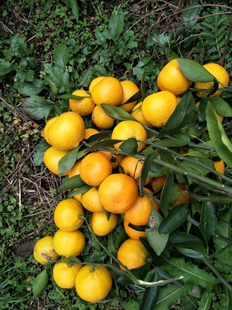 丹江口蜜橘不同规格果园直采