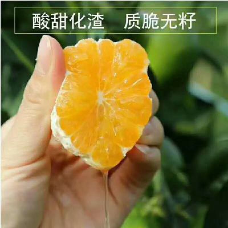 早熟蜜橘大量供应/现摘现发/皮薄多汁/承接电商果供货