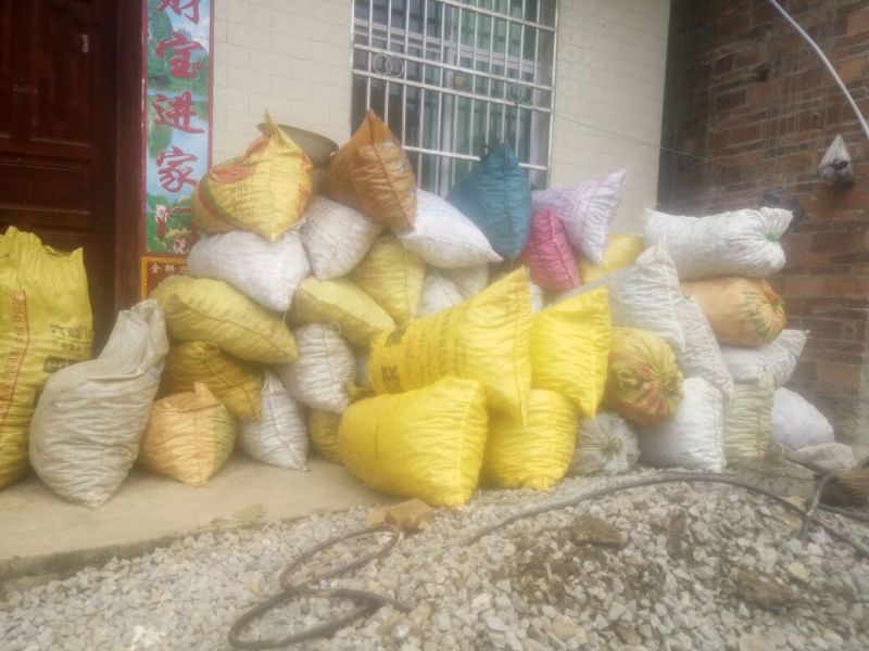 山茶果小籽